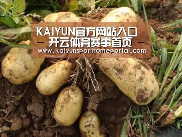 种植基地六