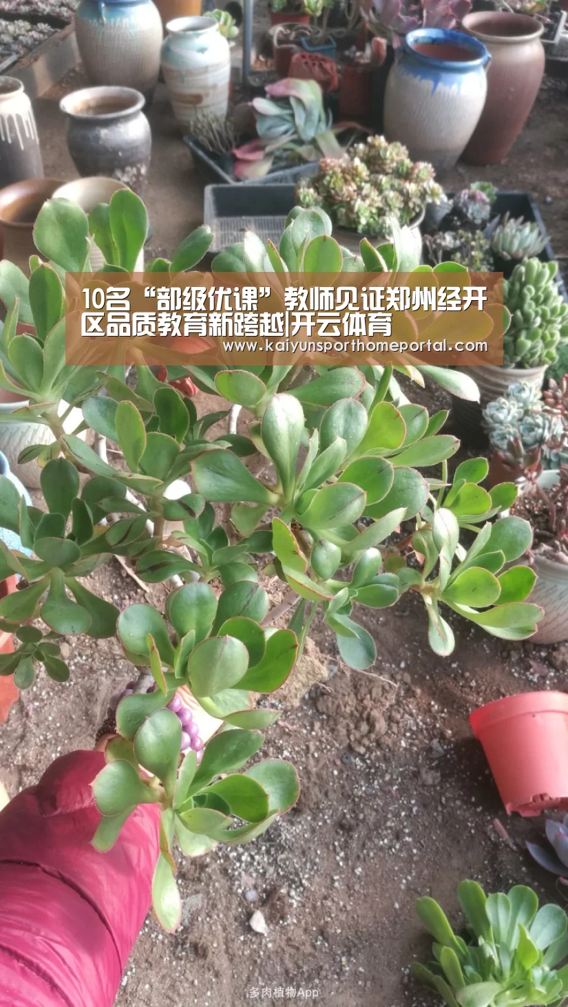 10名“部级优课”教师见证郑州经开区品质教育新跨越|开云体育(图1) 开云入口